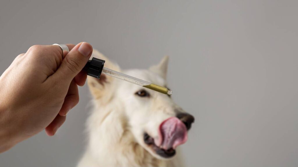 CBD Oil for Dogs: Benefits, Dosage, and Considerations for Pet Owners CBD Oil for Dog