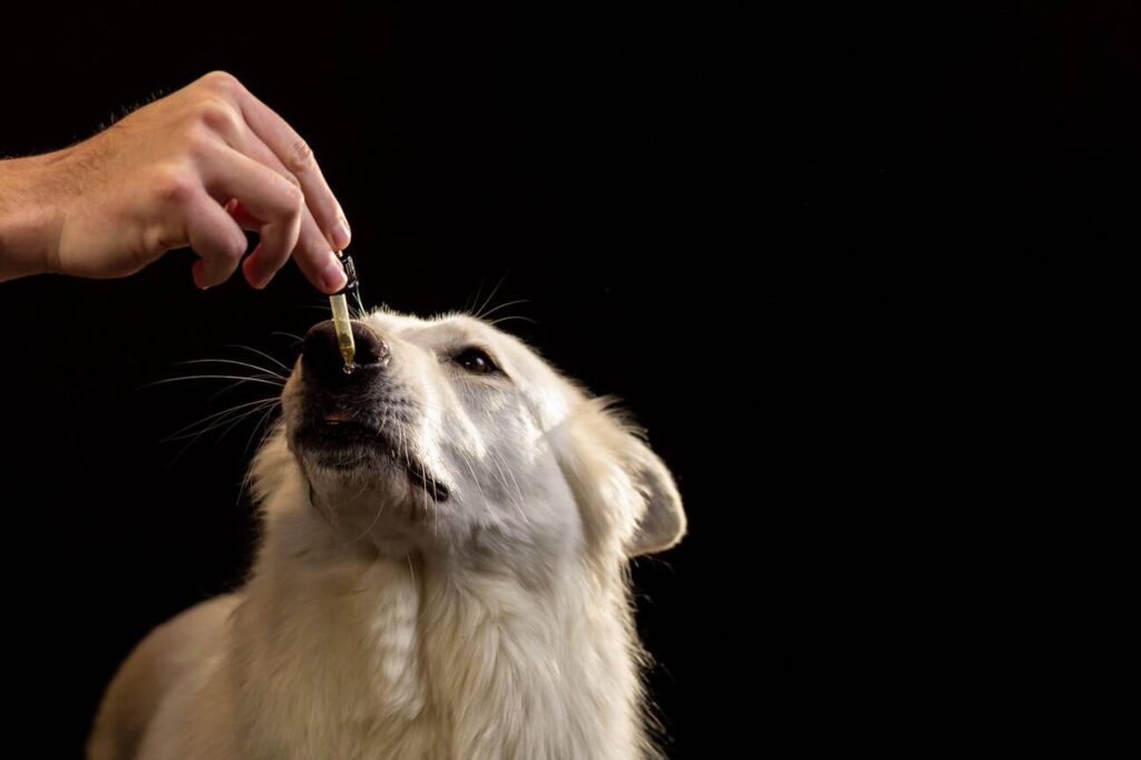 CBD Oil for Dogs: Benefits, Dosage, and Considerations for Pet Owners Choosing and Using CBD Oil for Dogs